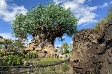 PHOTO REPORT: Magic Kingdom & Disney’s Animal Kingdom 1/22/21 (Bonjour Village Gifts Refurbishment Begins, New Open Edition “Up” Pins, Gorilla Falls Exploration Trail Partially Closed, and More)