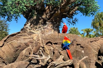 VIDEO: “Dude, She’s Just Not That Into You!” — Our Most Uncomfortable Disney World Experience Today