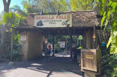 PHOTOS: Gorilla Falls Exploration Trail Partially Closed for Construction at Disney’s Animal Kingdom