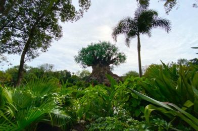 PHOTOS: Pluto Made a Surprise Appearance in Animal Kingdom Today