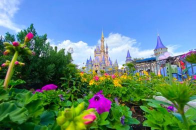 MORE Disney World Park Passes Now Available for March