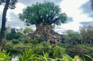 A Rainy Day in Disney’s Animal Kingdom Makes for Light Crowds!