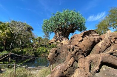 What’s New at Animal Kingdom: An Ice Cream HACK, Glass Princess Mugs, and More!