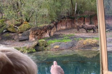 4 Tips for Spotting Animals on Kilimanjaro Safaris