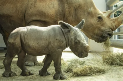 PHOTOS: Ranger the White Rhino Calf Now Visible on Kilimanjaro Safaris at Disney’s Animal Kingdom