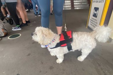 What You Need to Know About Service Animals at Walt Disney World – Part One