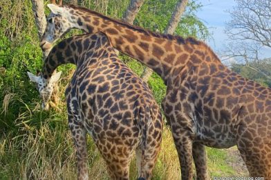 PHOTOS: A New Baby Rhino Has Made His Debut on Kilimanjaro Safaris at Disney World!