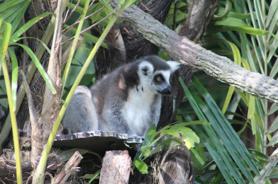 Discovery Island Trails: The Most Beautiful Place at the Walt Disney World Resort