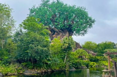 What’s New in Disney’s Animal Kingdom: A Popcorn Bucket (FINALLY), A Few Sales, AND Beer Updates!