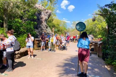 We Went Backstage in Disney’s Animal Kingdom for…Lumpia?