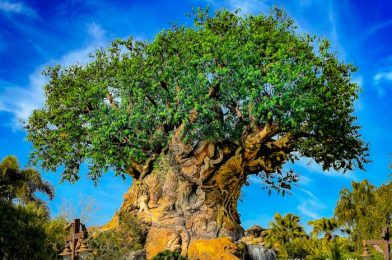 Our Day in Animal Kingdom: A Returning Fan-Favorite Snack and a BIG Plastic Cheese Update