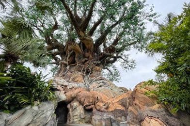 DFB Video: 25 Secrets You Never Knew About Animal Kingdom