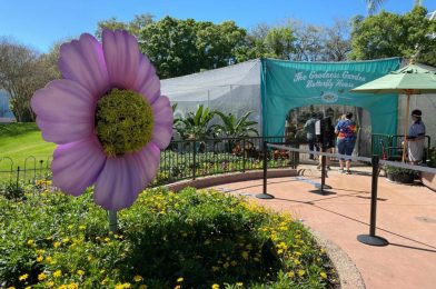 PHOTOS, VIDEO: The Goodness Garden Butterfly House Takes Flight at 2021 Taste of EPCOT International Flower & Garden Festival