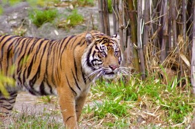 Jeda, One of the First Sumatran Tiger Cubs Born at Disney’s Animal Kingdom, Relocated to San Antonio Zoo as Part of Species Survival Plan