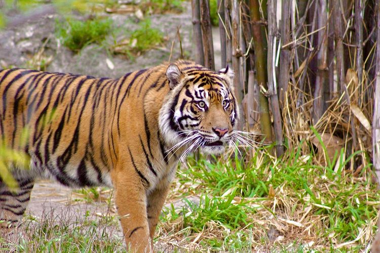 Jeda, One of the First Sumatran Tiger Cubs Born at Disney’s Animal ...