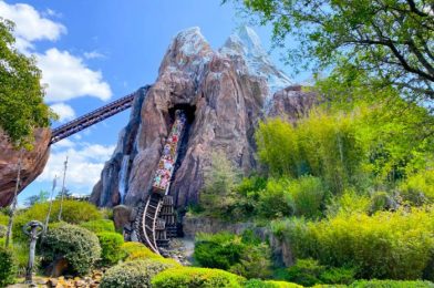 Is Animal Kingdom THE Place for Snacks in Disney World Right Now?