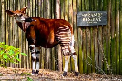 What’s New in Disney’s Animal Kingdom: Disappearing Health Measures and an Ice Cream Upgrade!