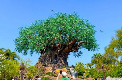 Disney World Releases Park Hours for Late June