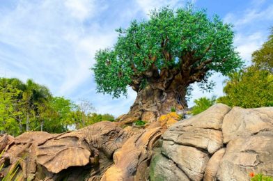 Review: Tired of Donuts for Breakfast at Disney World? Here’s Another Option