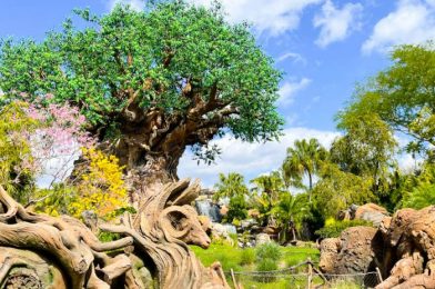 The Best And Worst Seats on Each Ride in Disney’s Animal Kingdom