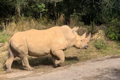 All About White Rhinos at Disney’s Animal Kingdom for Save the Rhino Day