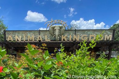 What’s New at Animal Kingdom: A BIG Mask Sale and 4 New Treats