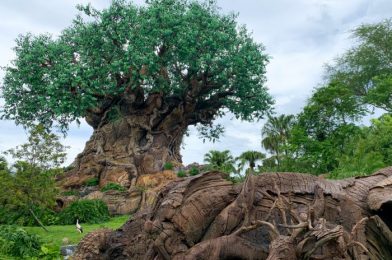 What’s New at Animal Kingdom: A Mac and Cheese Hot Spot Reopens and a Souvenir Cup BARGIN