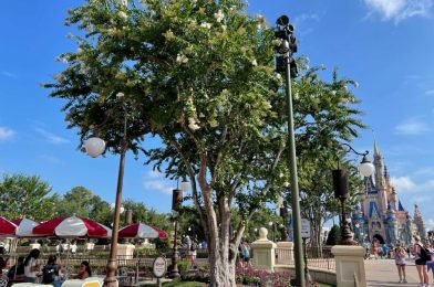 PHOTOS: New Lights Added to Hub Area Trees in Preparation of 50th Anniversary Nighttime Spectacular at Magic Kingdom