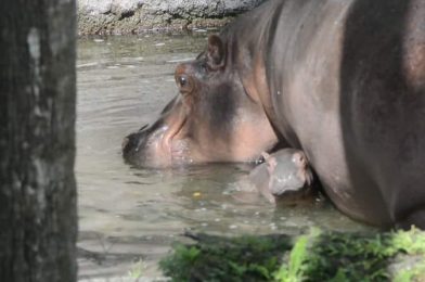 Baby Nile Hippo Born Yesterday at Disney’s Animal Kingdom