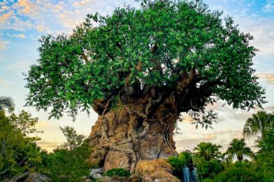 The Five Best Rides at Animal Kingdom (And the Five Worst!)