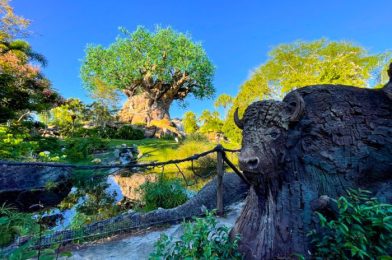 hat’s New in Animal Kingdom: A Large ‘Encanto’ Collection and…Ostrich Socks?