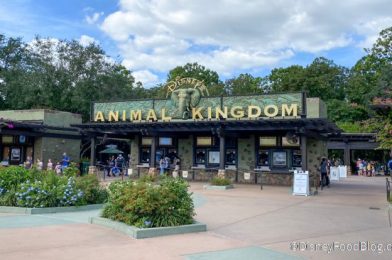 What’s New at Disney’s Animal Kingdom: The Perfect KiteTails Viewing Spot and a Popular Souvenir is Restocked