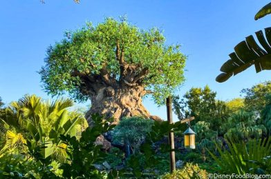 What’s New in Disney’s Animal Kingdom: Closed Arcade Games and a Rare Character Sighting