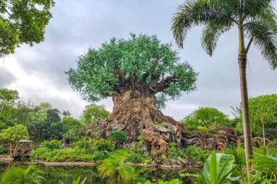 DFB Video: Animal Kingdom is the BEST Disney World Park