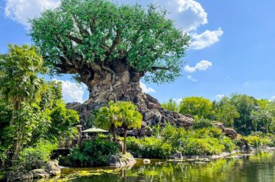 What’s New in Animal Kingdom: 50th Anniversary Show CHANGES and the Return of Parking Lot Trams