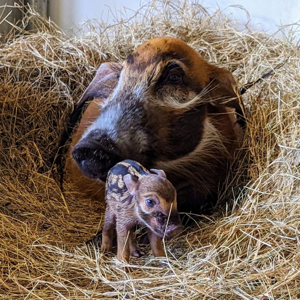 PHOTOS: Baby Red River Hog Born at Disney’s Animal Kingdom Lodge