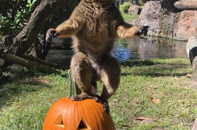 Disney Animals Eating Halloween Pumpkins Will Make Your Day