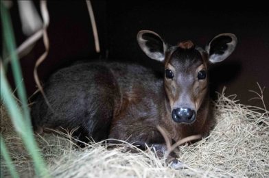 Yellow-Backed Duiker Calf Born for First Time in 20 Years at Disney’s Animal Kingdom