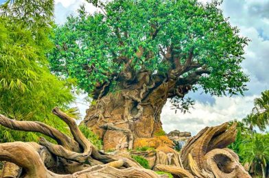 DFB Video: 50 Easy Tricks That Make Disney’s Animal Kingdom So Much Better