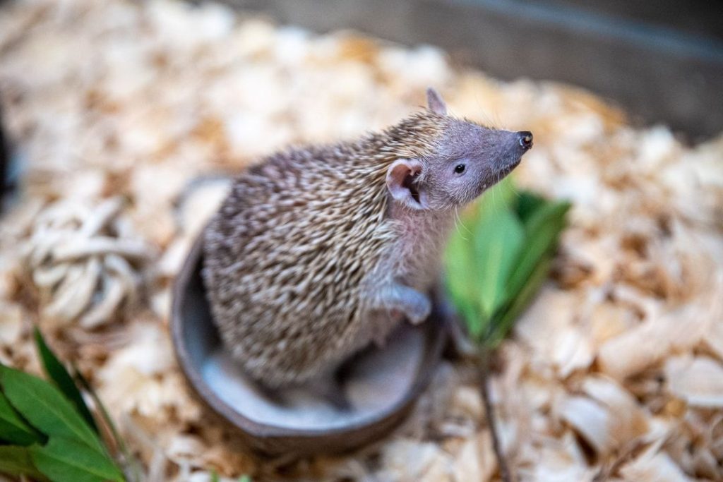 Tenrec Hedgehog Mom Glitter Toaster Strudel Gives Birth to Eight New ...