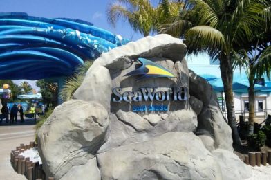 11 Fin-tastic Things to Do at SeaWorld San Diego