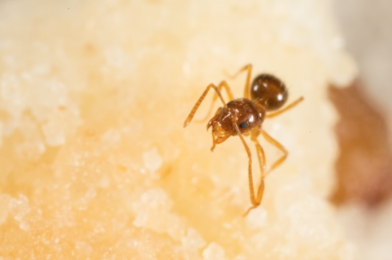 A ‘Crazy Ant’ Species Has Been Spotted Near Disney World. No, Really. We’re Serious.