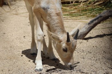 Critically Endangered Addax Born at Disney’s Animal Kingdom Lodge