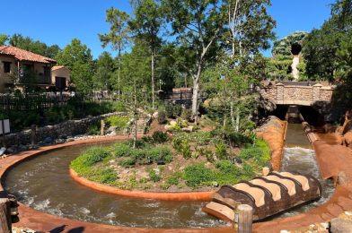 Lari the Armadillo Gets Umbrella at Tiana’s Bayou Adventure in Magic Kingdom